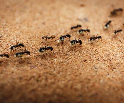 Ants-Ants-Ants